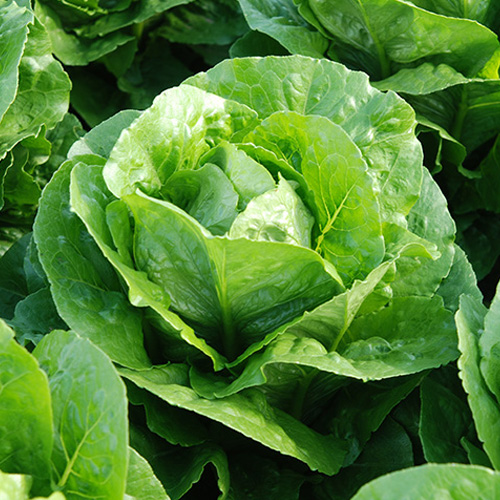 Lechuga Romana Corbana